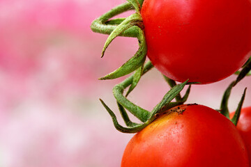 close-up red tomato with leaves