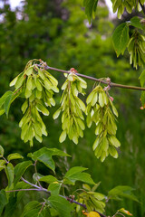 Maple seeds with ash leaves on a branch on a green background close-up