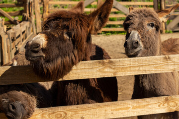 many different donkeys on the farm