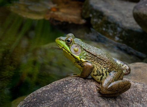 Green Frog Images – Browse 25,937 Stock Photos, Vectors, and Video