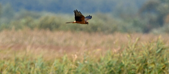 Wiesenweihe - Weibchen // Montagu's Harrier - female  (Circus pygargus)