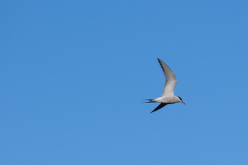 Common Tern Sterna hirundo), Lagar River, Belfast, Northern Ireland, UK