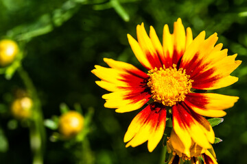 Fototapeta premium yellow flower in the garden