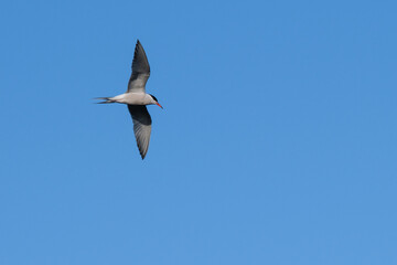 Common Tern Sterna hirundo), Lagar River, Belfast, Northern Ireland, UK