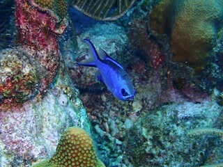Blue Chromis Damselfish on the Reef