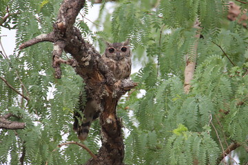 owl on tree