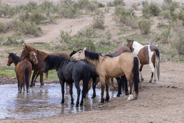 Wild horses at a Waterhole in the Utah desert