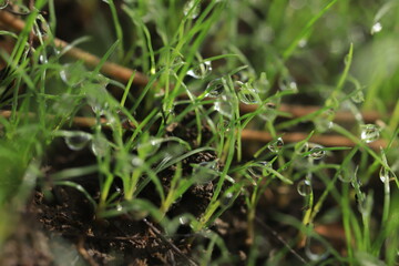 grass with dew drops
