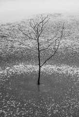 Winter lanscape and tree in lake ice