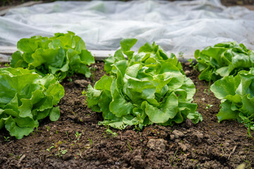 Gardening PLanting Lettuce in Lower Bavaria Germany
