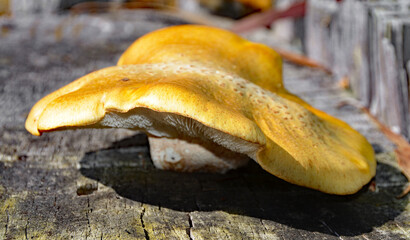 Baumpilze -  die Holz besiedeln und abbauen