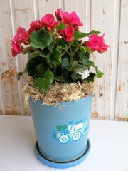 pink blooming  begonia in a blue pot with a car on the background of a white wooden wall. home flowers. house potted plants