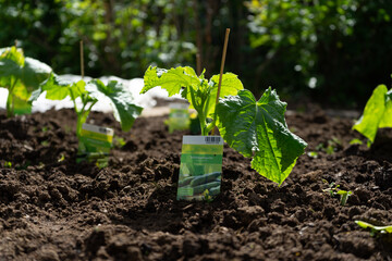 Gardening planting Cocumbers in Lower Bavaria Germany