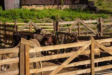 many different donkeys on the farm