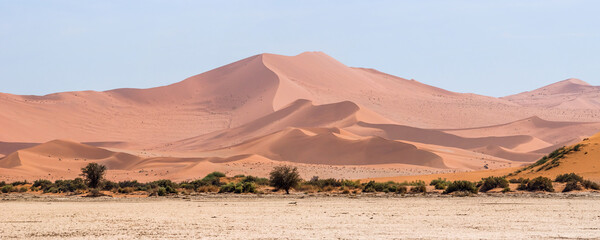 Fototapeta na wymiar High orange dune with green shrub and trees at the foot of it in sunny day. Panoramic view of Sossusvlei sands, Namibia.