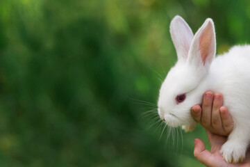 One white rabbit in children's hands on a background of green grass in summer 