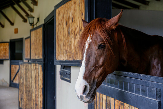 Head of the thoroughbred horse looking over the wooden stable doors. Close up, copy space for text, background.