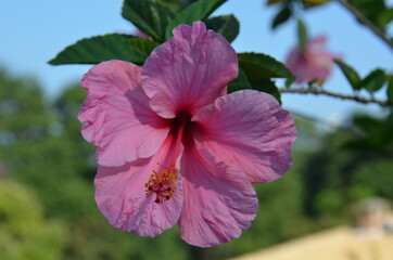 pink hibiscus flower