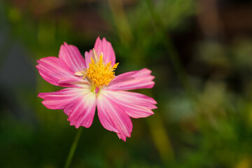 Fototapeta premium beautiful fresh pink cosmos flower blooming in natural botany garden with copy space.