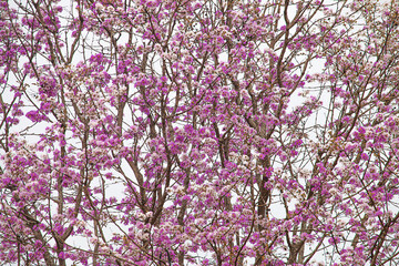 Many beautiful pink flowers on the tree.