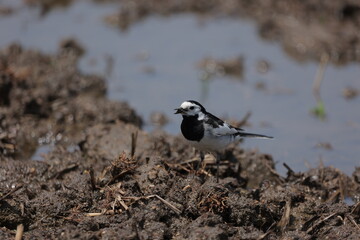田んぼを歩くハクセキレイ