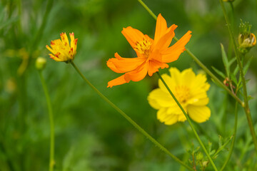 beauty group of multi color fresh yellow and orange gold cosmos flower blooming in botany garden.