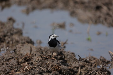 田んぼを歩くハクセキレイ