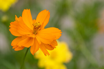 big of fresh orange cosmos flower blooming in botany garden in summer season with copy space.