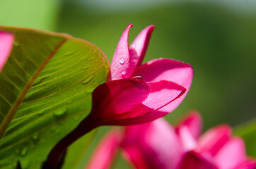 frangipani flower