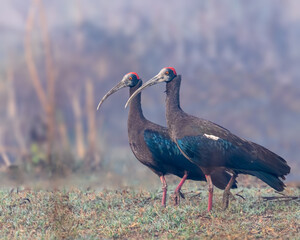 A pair of Red nap Ibis in the wild