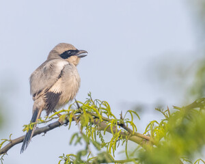Grey Shrike Singing