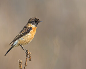 Stone Chat sitting on a plant