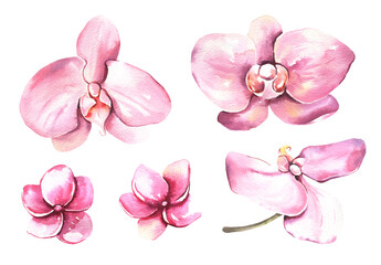 Naklejka na ściany i meble Watercolor tropical orchids flowers collection. Hand painted watercolor flowers flowers isolated on white background. Floral illustration for design, print, wedding invitation or background. High