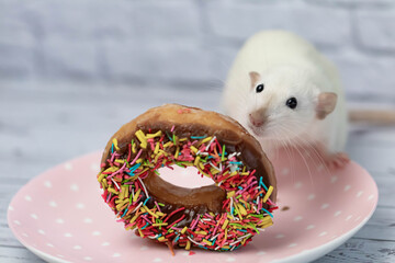 The white rat sniffs and eats a sweet colorful donut. Not on a diet. Birthday