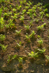 Fototapeta premium Garden landscapes in the countryside