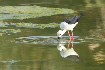 Black-winged stilt reflection in water