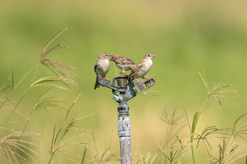 House sparrows perched on water sprinkler in the garden