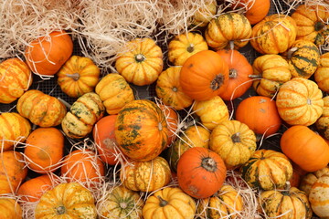 Autumn Decoration pumpkins