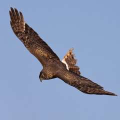 Extremely close view of a male  hen harrier (Northern harrier)  flying in beautiful light, seen in the wild in North California