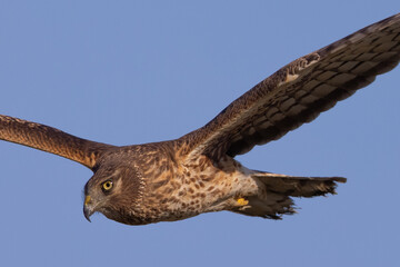 Extremely close view of a male  hen harrier (Northern harrier)  flying in beautiful light, seen in the wild in North California