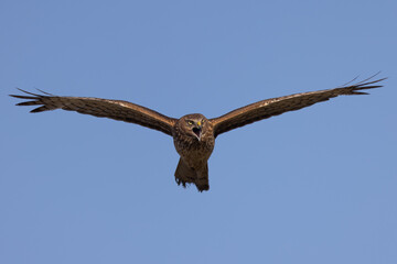 Extremely close view of a male  hen harrier (Northern harrier)  flying in beautiful light, seen in the wild in North California