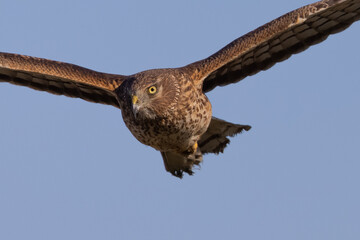 Extremely close view of a male  hen harrier (Northern harrier)  flying in beautiful light, seen in the wild in North California
