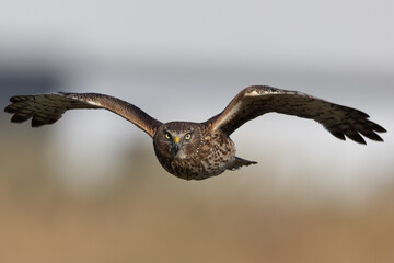 Extremely close view of a male  hen harrier (Northern harrier)  flying in beautiful light, seen in...
