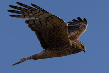 Extremely close view of a male  hen harrier (Northern harrier)  flying in beautiful light, seen in the wild in North California