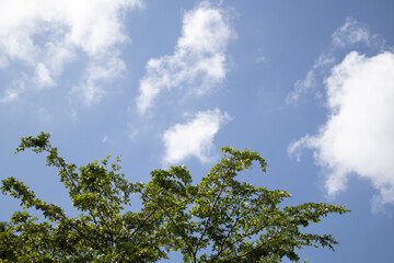 Obraz premium The top of the tree and the slightly cloudy blue sky can be seen from a village in Sabah, Malaysia.