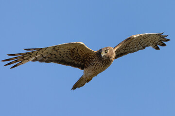 Extremely close view of a male  hen harrier (Northern harrier)  flying in beautiful light, seen in the wild in North California