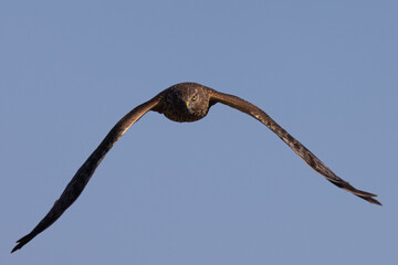 Extremely close view of a male  hen harrier (Northern harrier)  flying in beautiful light, seen in...