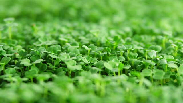 Sprout microgreens farming grow macro shot in greenhouse agriculture. 4k Ultra HD