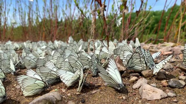 Group of Black-veined white butterfly or Aporia crataegi in Siberia, Russia