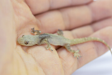 Small reptile lizard lying in human hands, Small body, gray color, can change skin color according to the environment, Depth of Field.
